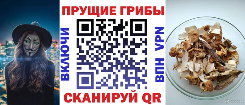 закладка  Кольчугино  мега ТОР  Галлюциногенные грибы Cubensis 